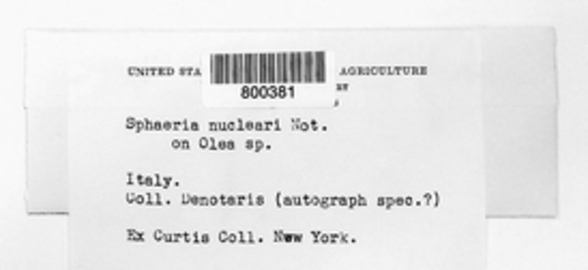 Sphaeria nuclearia image